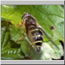 Dasysyrphus venustus var2 - Waldschwebfliege w02 10mm.jpg